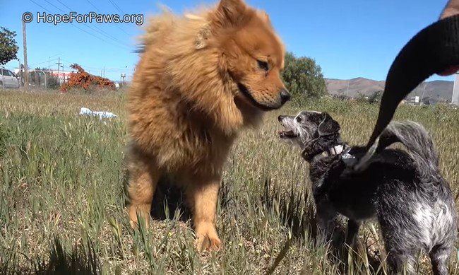 行こう、一緒に！身寄りをなくした犬が身寄りのない犬の保護に大活躍！