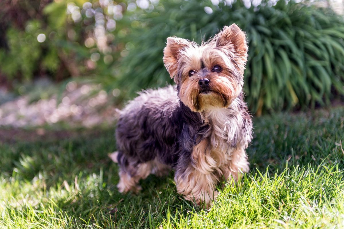 【獣医師監修】ヨークシャー・テリアってどんな犬種？特徴と性格や飼い方・価格相場まで解説