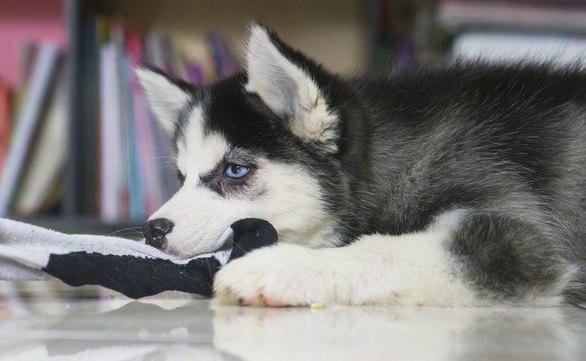 犬が密かに狙っている『飼い主のモノ』３選