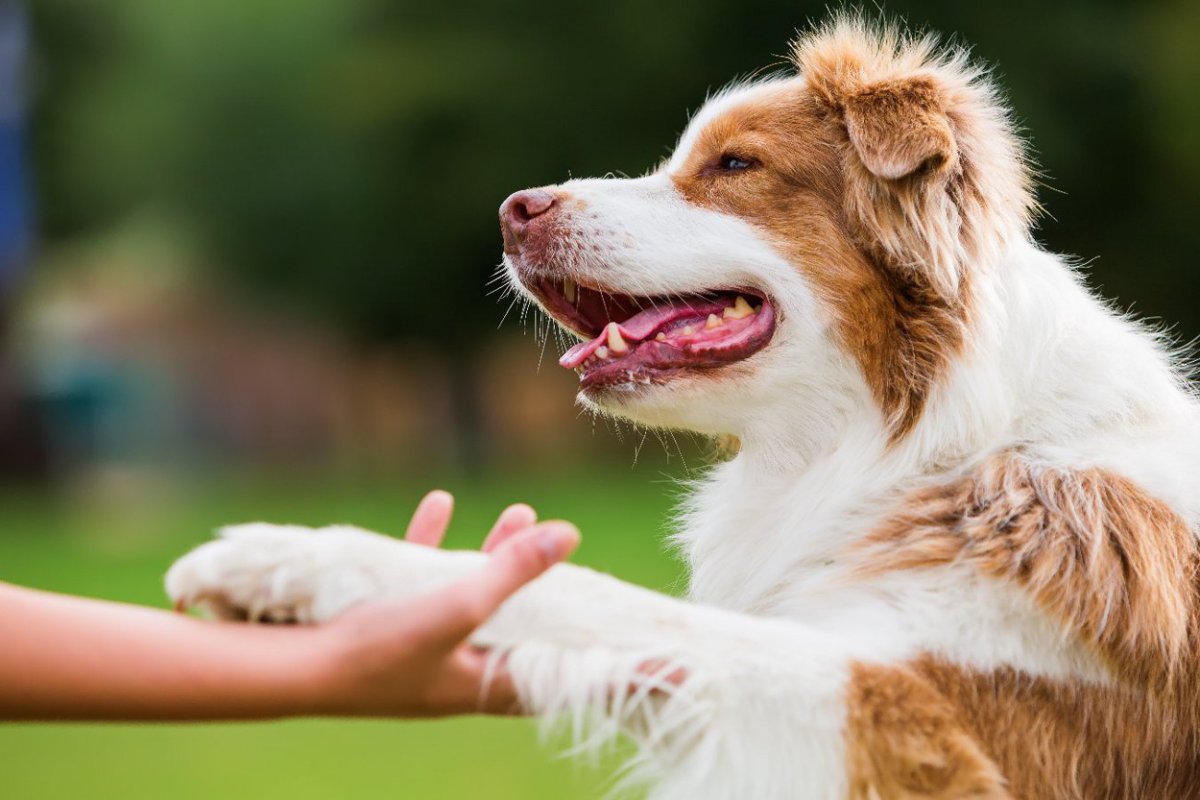 犬が飼い主を『喜ばせよう』としているときの行動5選　絶対に見逃したくない可愛すぎる行為とは？