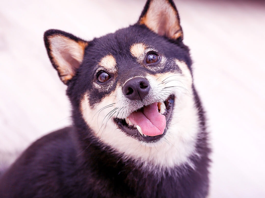 愛犬が遊んでほしい時に見せる４つの仕草