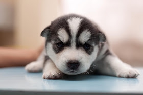 雪のような愛らしい姿が超絶かわいい！ハスキーの子犬画像集（まとめ）