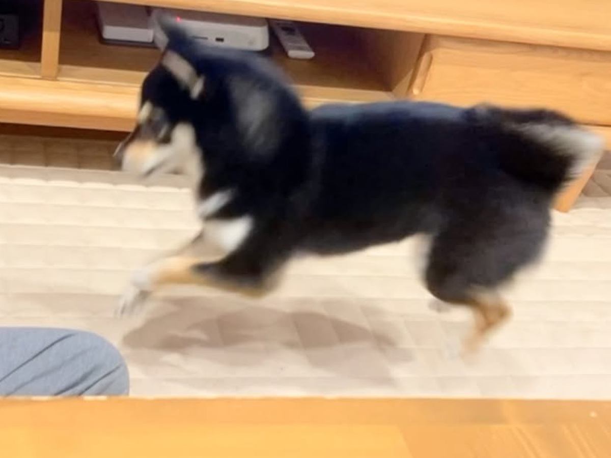 普段はおとなしい犬が、突然絡みだしてきて…次の瞬間→まるで昭和のヤンキー？想定外な行動が22万再生「むしろ絡まれたい」「何度も見ちゃう」
