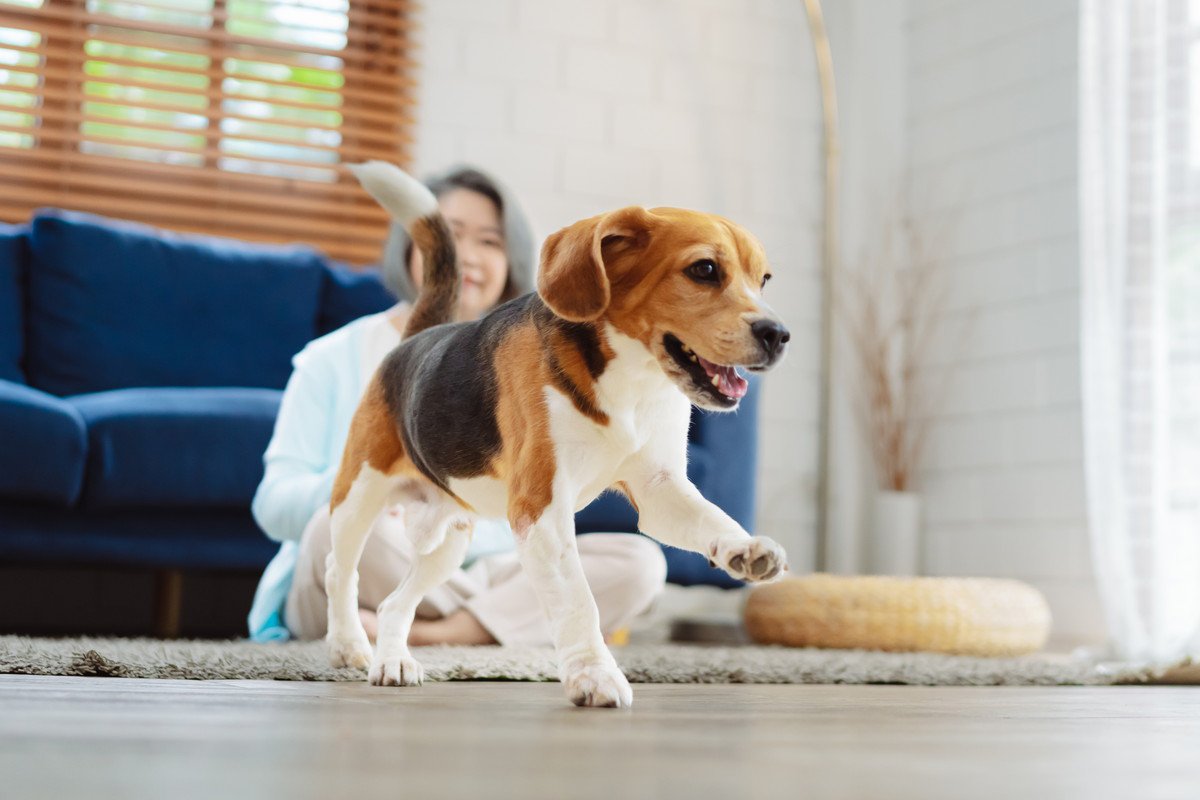 犬が大喜びしている時に潜む危険！３つのリスクとトラブルを避けるためにすべきこと