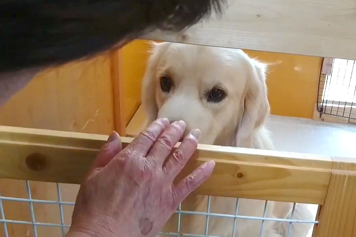 おばあちゃんのことが苦手な大型犬→諦めずに愛情を注ぎ続けた結果…心を開いて見せた『態度の変化』に感動「優しさが伝わった」「いい笑顔」