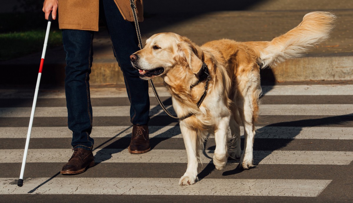 補助犬達はかわいそう？正しい理解と接し方のポイント6つ