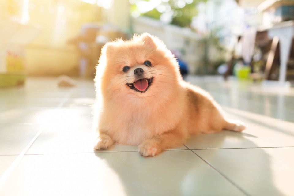 【イタズラにお困りの飼い主さんへ】犬にとって「満足」とは何なのか？