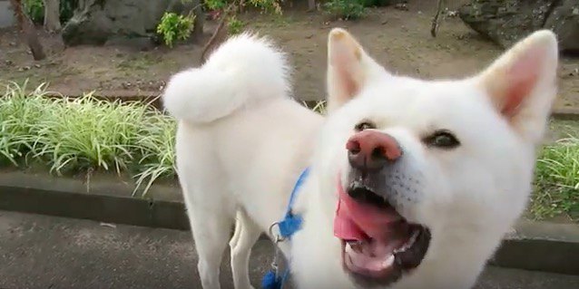 朝のお散歩、ギリギリまで粘る秋田犬がかわいい