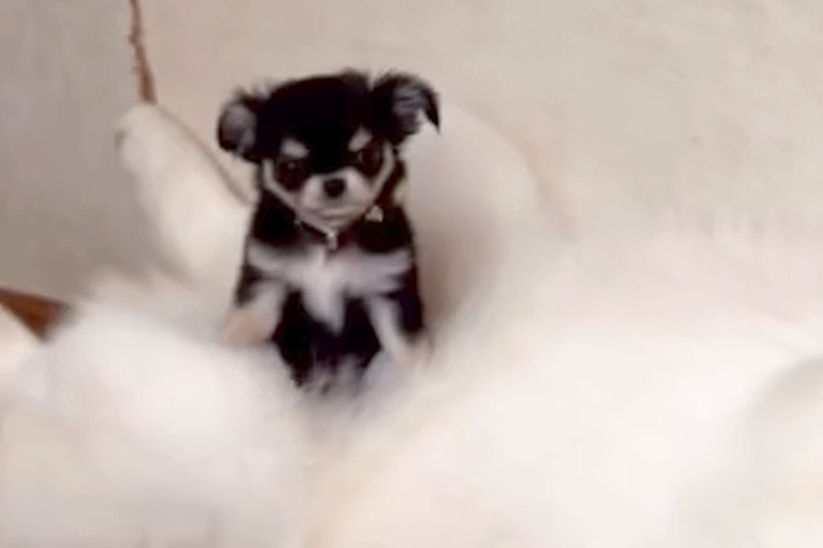 極小の赤ちゃん犬が『大型犬たちと暮らした』結果→お腹の上が特等席で…愛おしすぎる『サイズ差』が98万再生「自称ハスキーｗ」「素敵な関係」