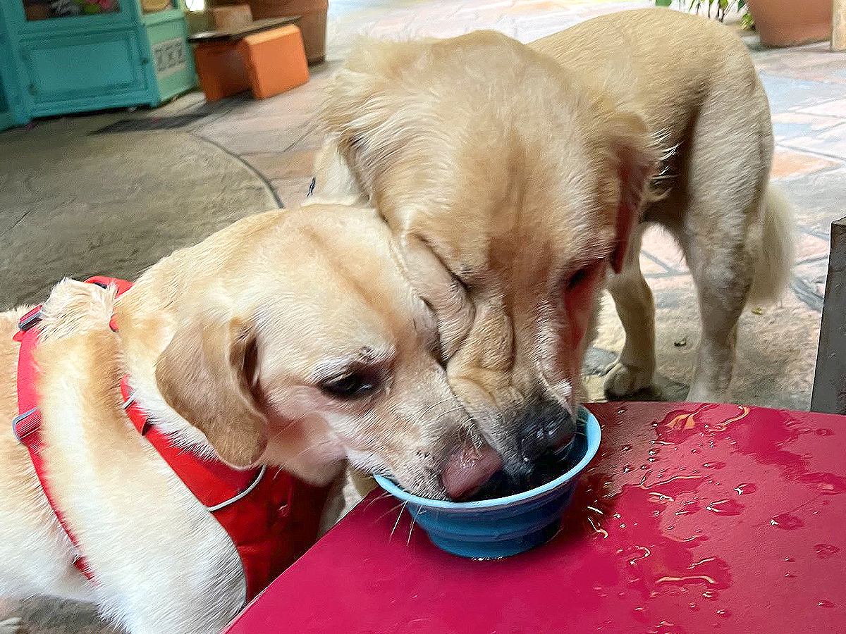 大型犬が水を飲もうとしたら…まさかの光景に2万2000いいねの反響「譲れなイーヌｗ」「一緒に飲みたいんだよね笑」賞賛の声続々