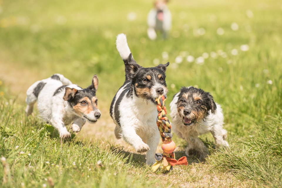 問題行動をさせないために！子犬の興奮をコントロールする方法