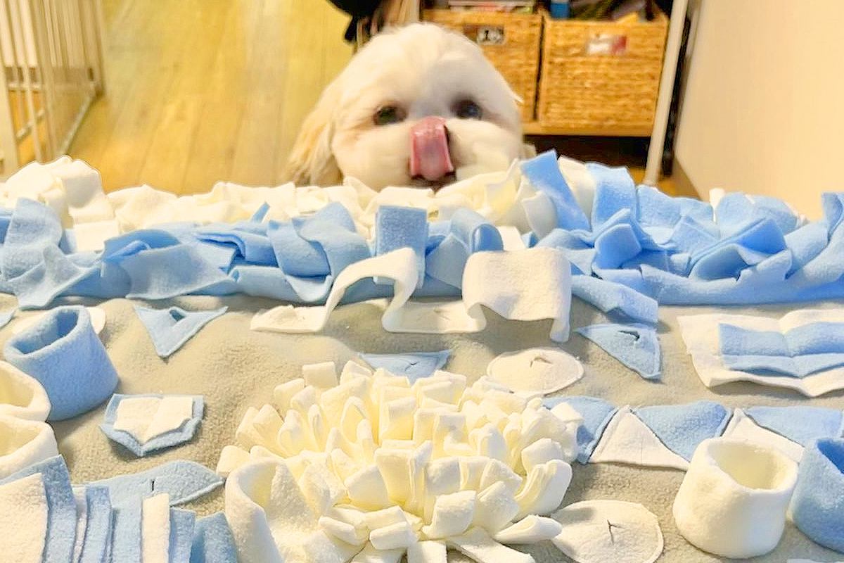 おじいちゃんおばあちゃんから貰った『おもちゃ』でたくさん遊んだ犬→楽しかったのが伝わる『お顔』に1万いいね「可愛すぎ」「膨らんでるｗｗ」