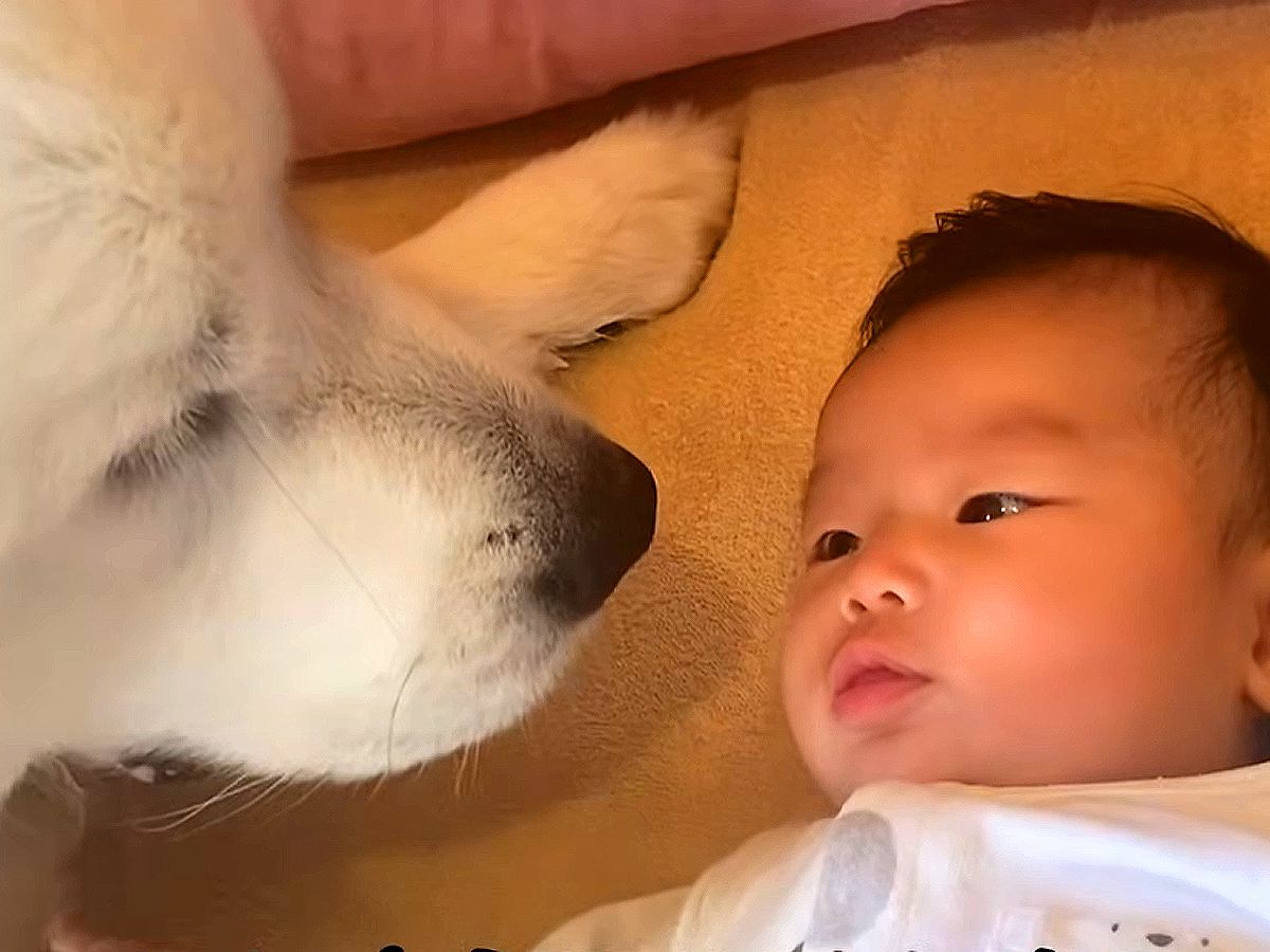 生まれた瞬間から一緒だった赤ちゃんと超大型犬…現在までの軌跡と『2年後の姿』が44万再生「涙止まらん」「なんて幸せな時の流れ」と絶賛