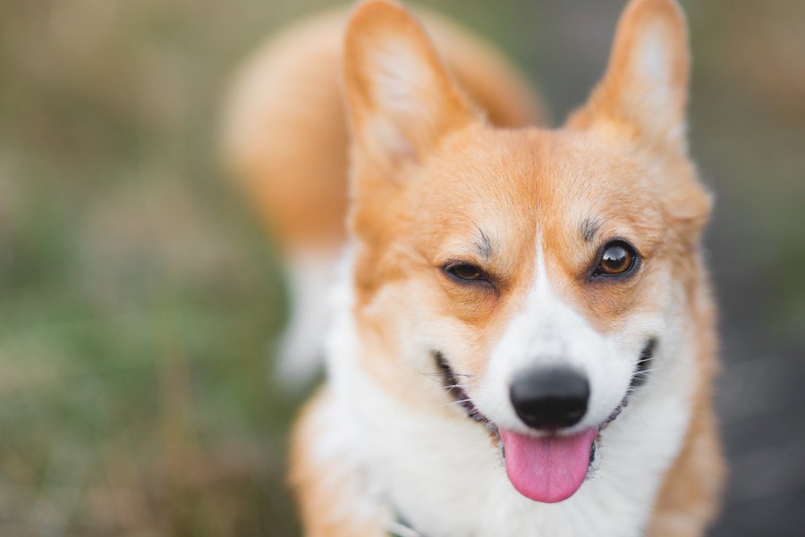 犬の気分が上がる♡飼い主さんの嬉しい行動４選