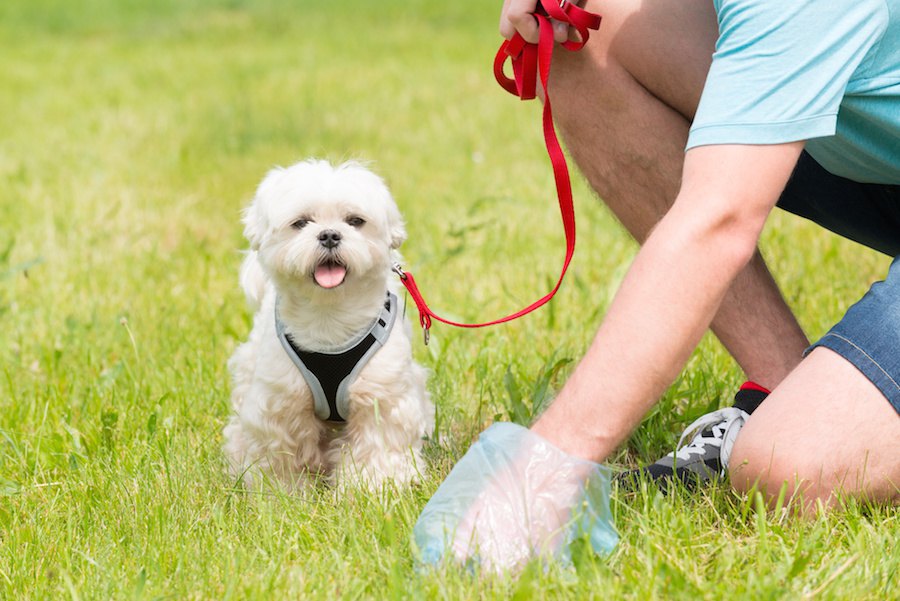 犬のウンチは量が少ない方が健康的なのか？