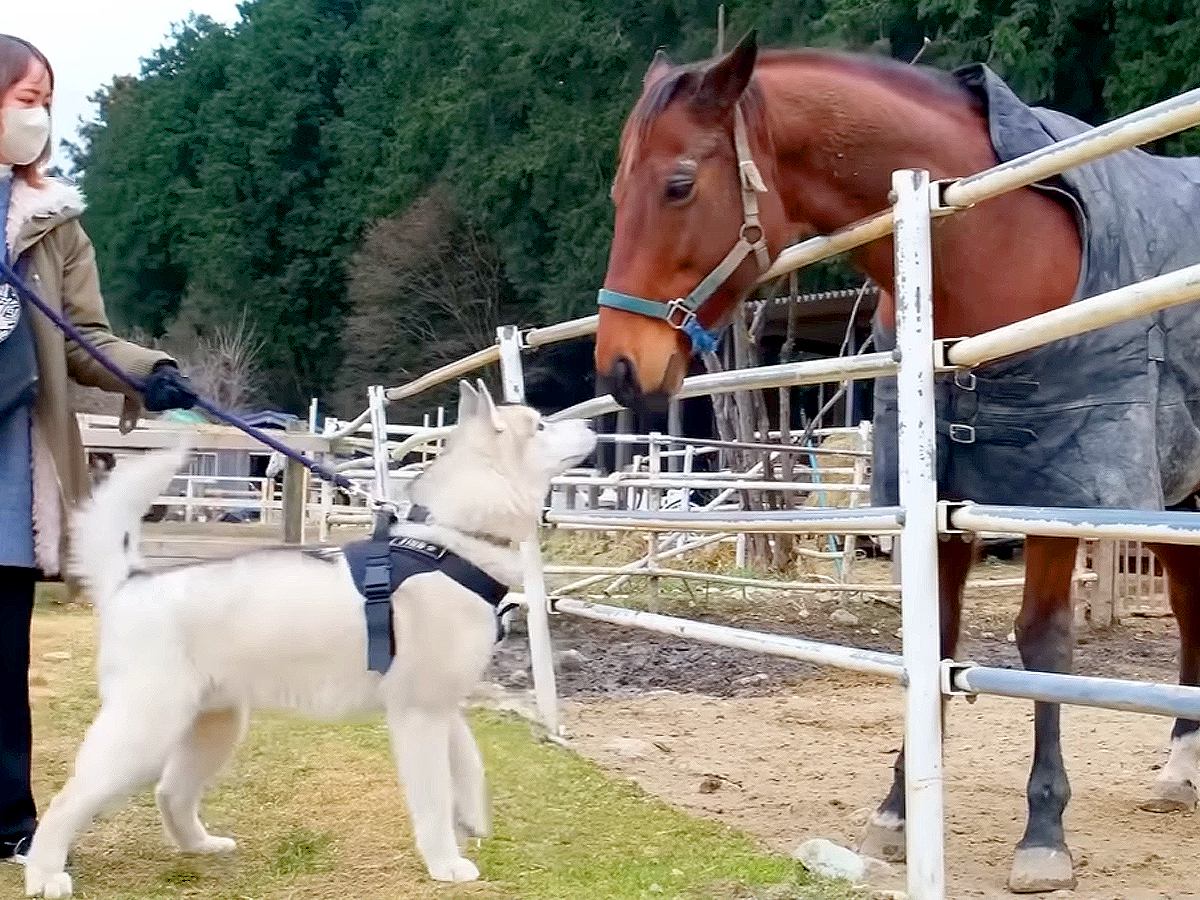 ハスキー犬が初めて『お馬さん』を見た結果…未知の生物を前にした『可愛すぎる反応』が43万再生「おっきい犬だなぁ…」「ワクワクして尊い」