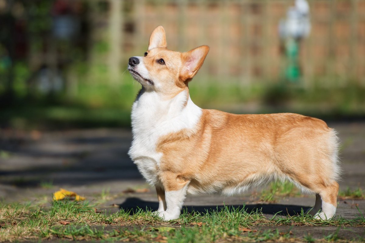 【獣医師監修】ウェルシュ・コーギー・ペンブロークってどんな犬種？特徴と性格や飼い方・価格相場まで解説