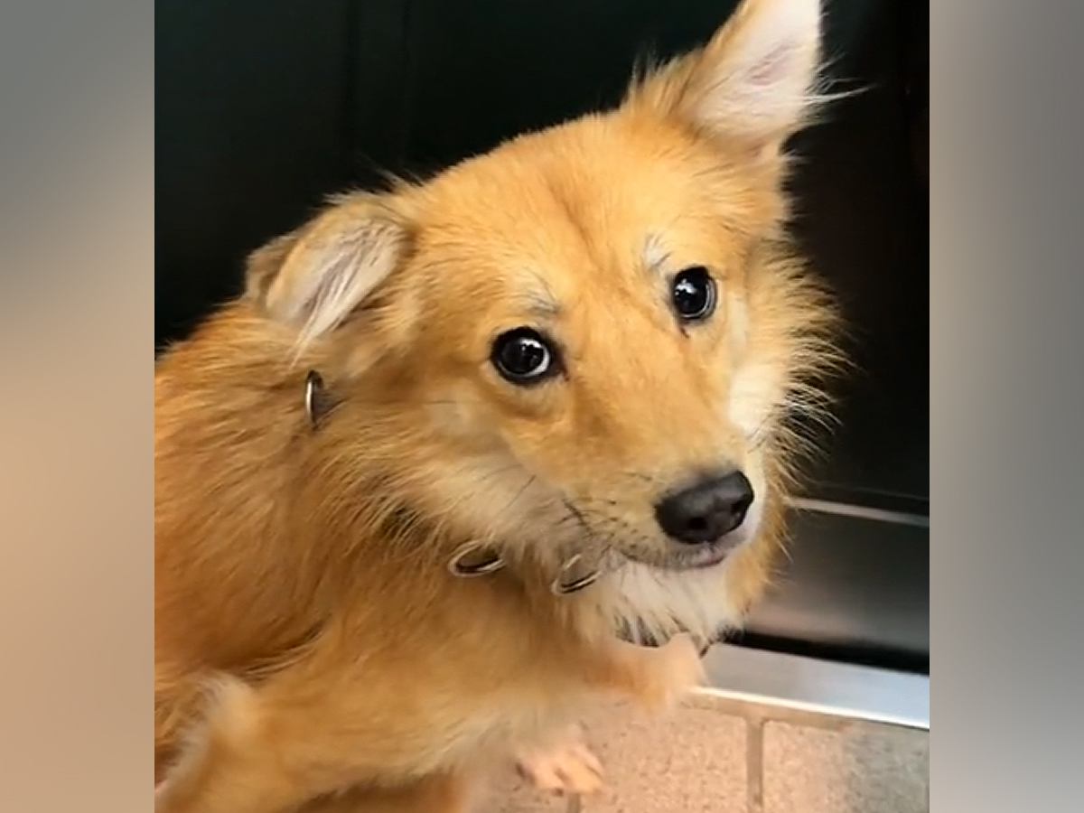 人間に怯え、ブルブル震えていた元保護犬→家族として愛情をたくさん与えた結果…別犬かと思うほどの『表情の変化』に反響　素敵な笑顔に思わず涙