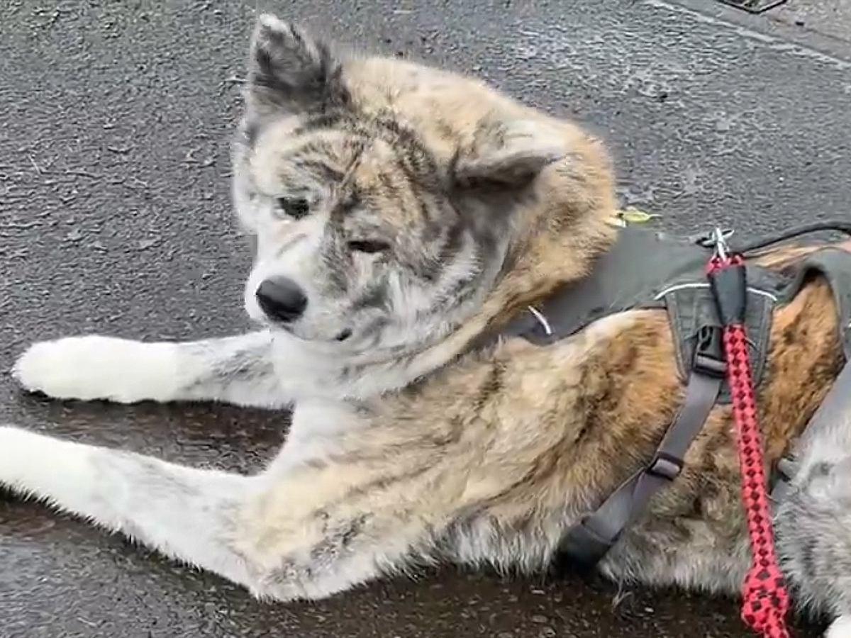 『ご近所のばあちゃん家に寄りたい』という大型犬→思ってもいなかった『感謝』が尊いと30万表示「すっごく嬉しいと思う」「素晴らしい」と称賛