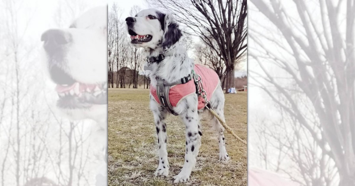 怖がられがちな大型犬さん「可愛い♡」と褒められ嬉しそうでほっこり