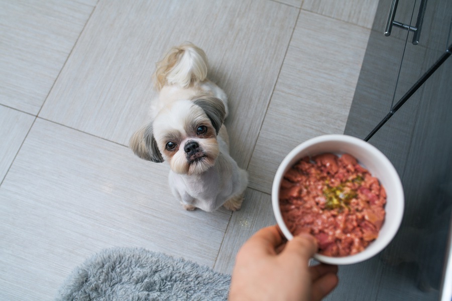 犬に「タンパク質」を与えるメリットとデメリット