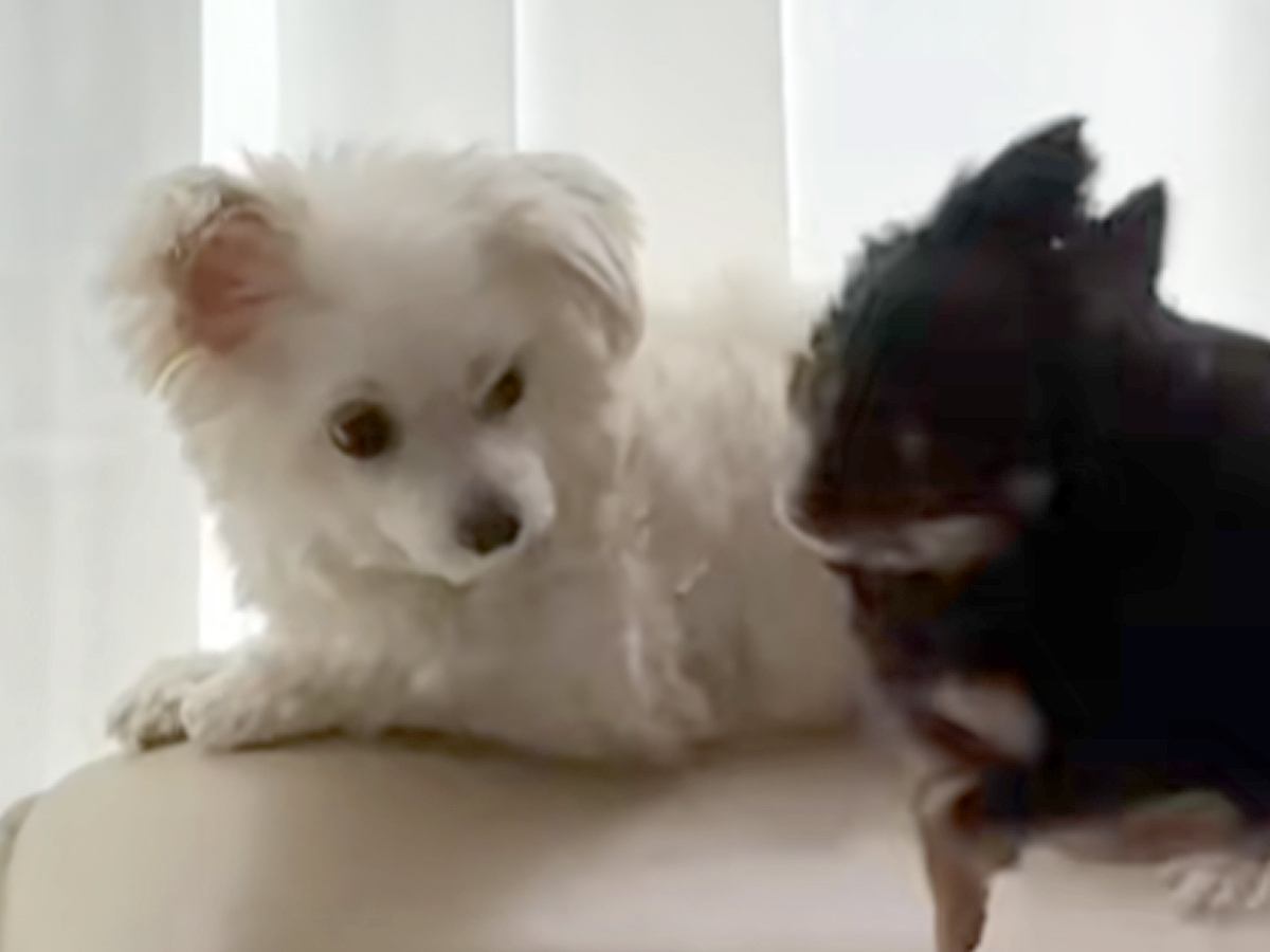 ソファの上でしつこく遊びに誘われている犬→怒りそうだなと思ったら…まさかの『悲劇的な光景』が36万再生「優しいね」「可愛いハプニング」