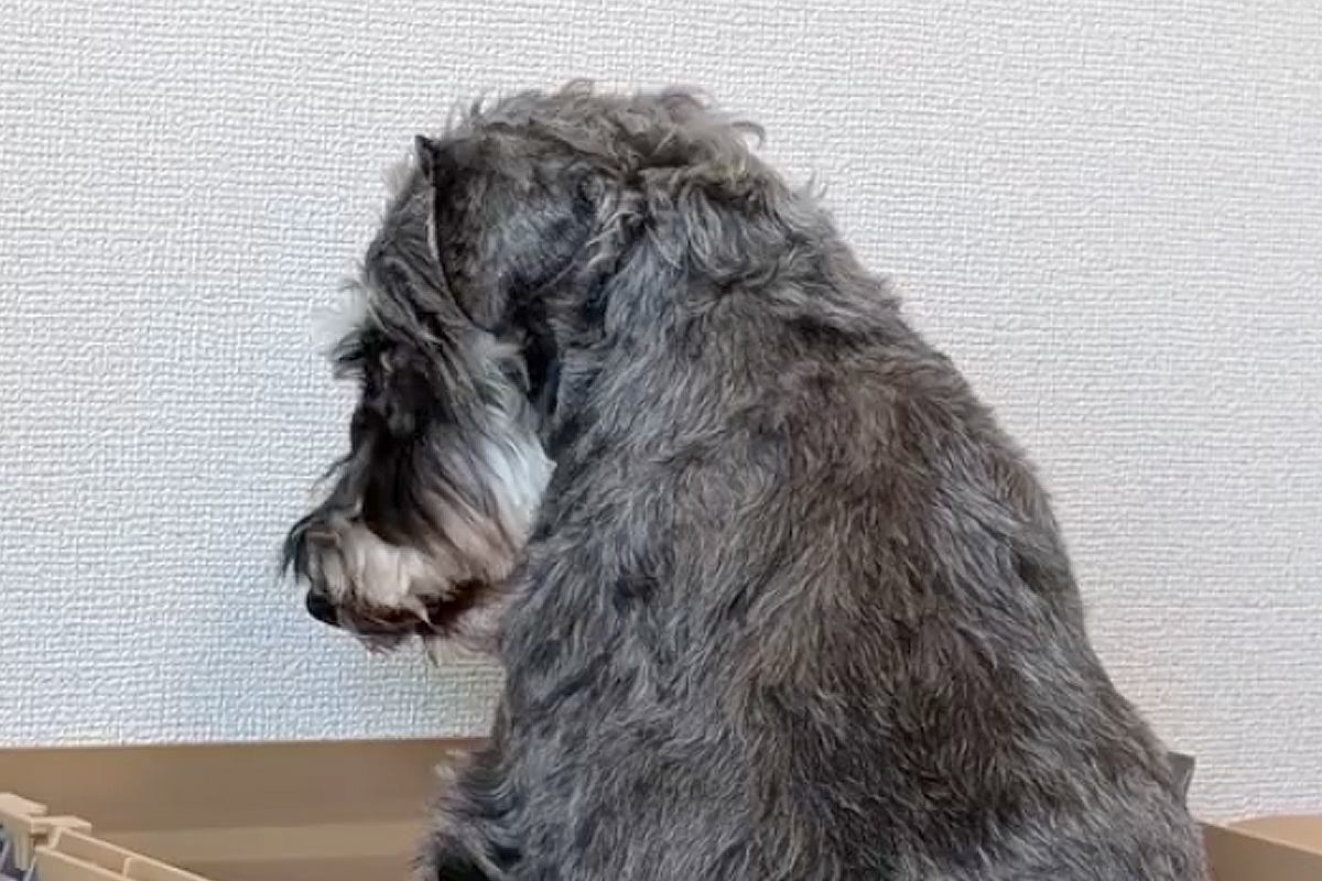 5年以上、外の世界を知らずに生きてきた『元繁殖犬』をお迎え→最初はご飯も食べてくれずに…思わず見違える『1年後の光景』に感動「幸せなお顔」