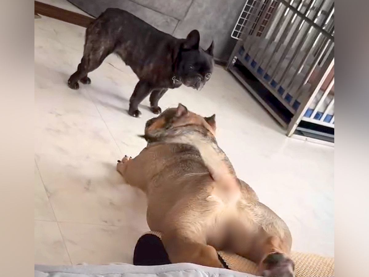 変な体勢でベッドから滑り落ちる犬→同居犬の冷ややかな目線に気づいた結果…まさかの『理解不能な行動』に「しなやかで草」「くせになるｗ」の声