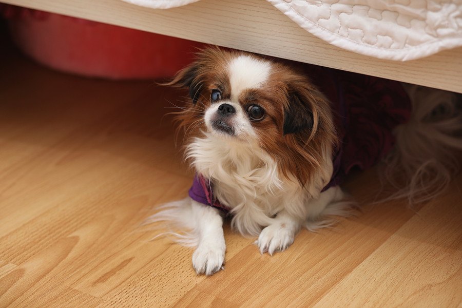 犬が家の中で隠れがちな場所６つ