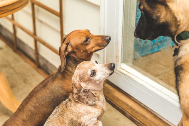 犬が怒っているときの4つの表情や仕草・行動