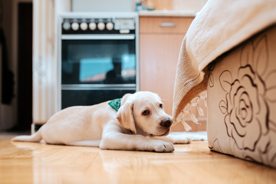 犬がモノを噛んで離さない時の『NG行為』３選