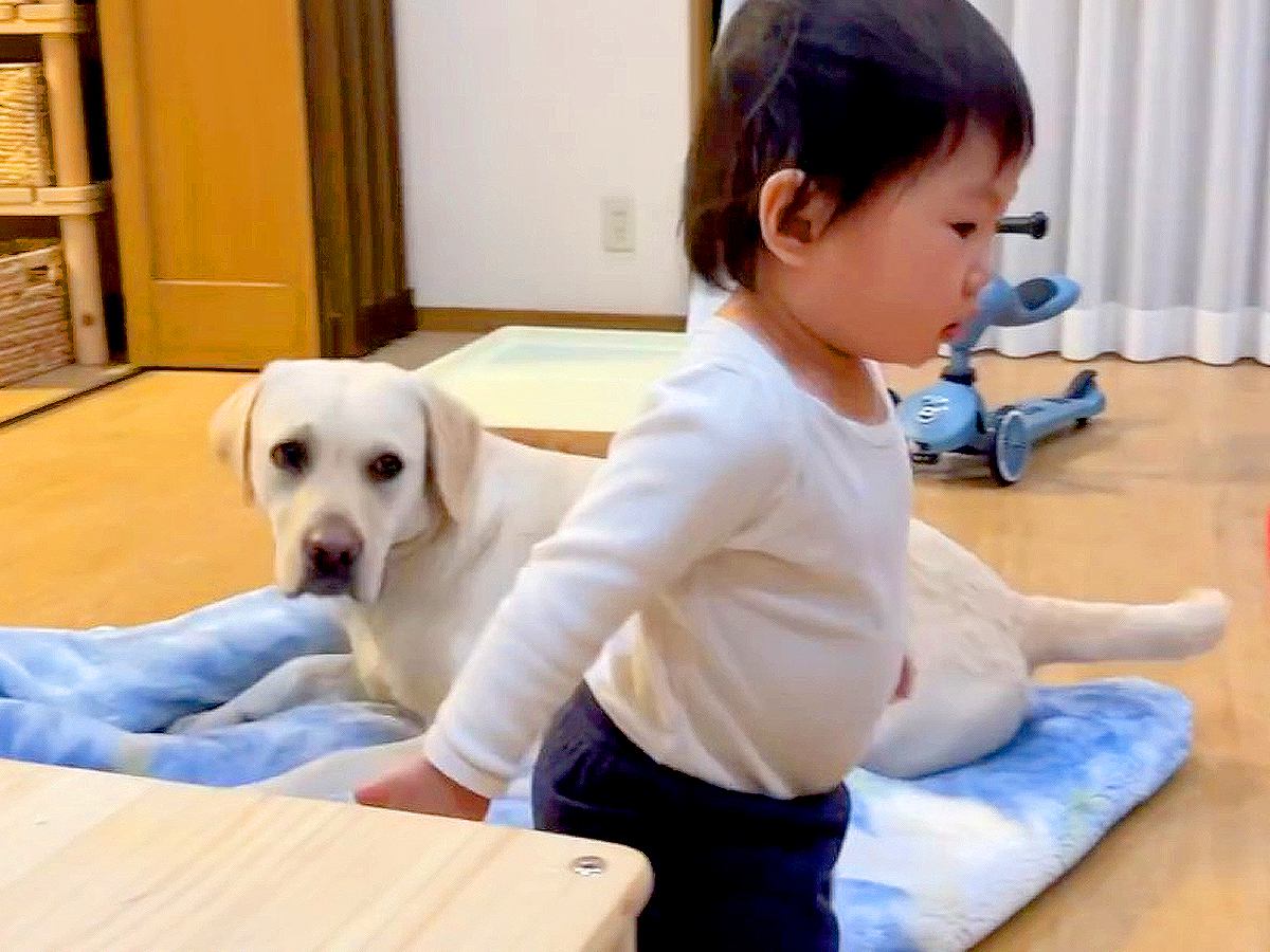 赤ちゃんがいつも大型犬にしている『おやすみの挨拶』を忘れた結果…芸人顔負けの『まさかの反応』が56万再生「本気で驚いてて草」と爆笑