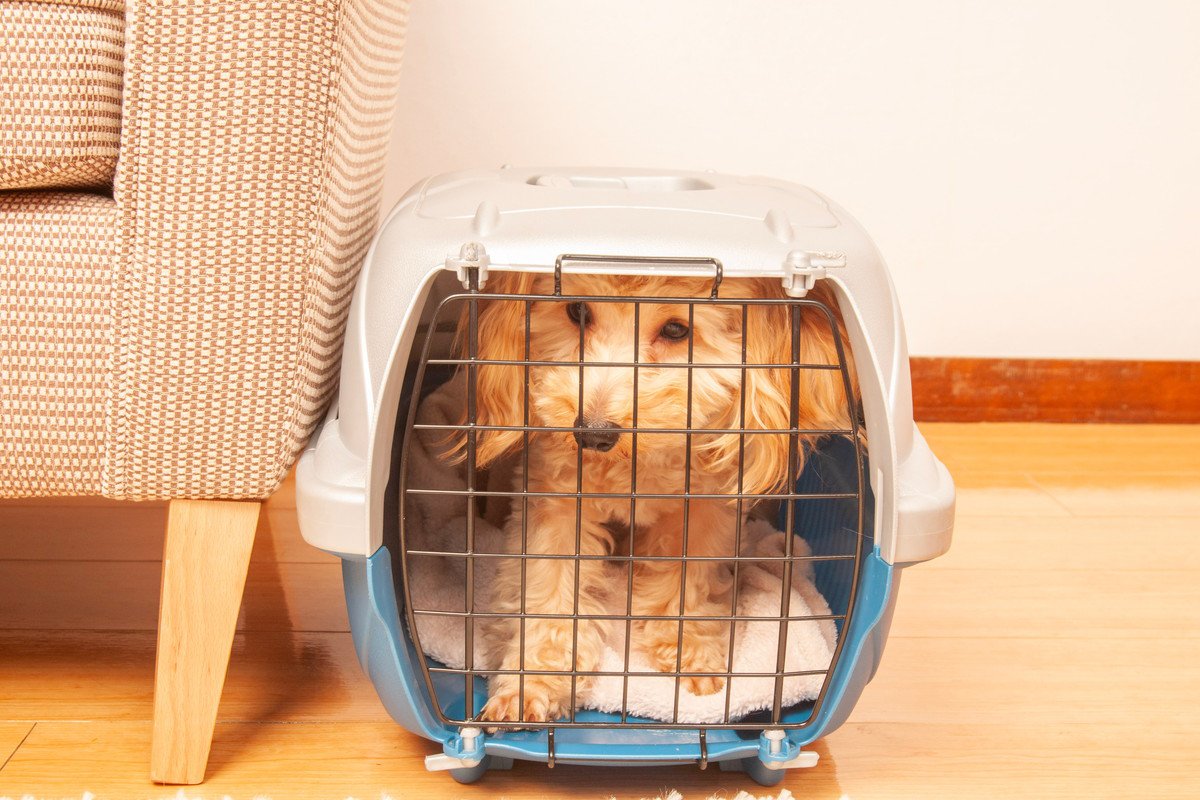 犬がクレートを嫌がるようになる絶対NGな使い方4つ　飼い主がやってしまいがちなこととは