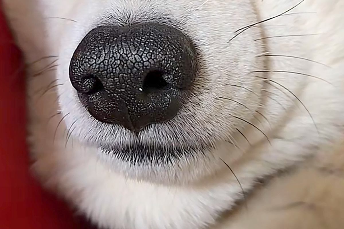 転がっている犬を撮影→『重力で顔がつぶれている』と思ったら…物理の法則を無視している『まさかの顔面』が51万再生「なんでなん？」「目がｗ」