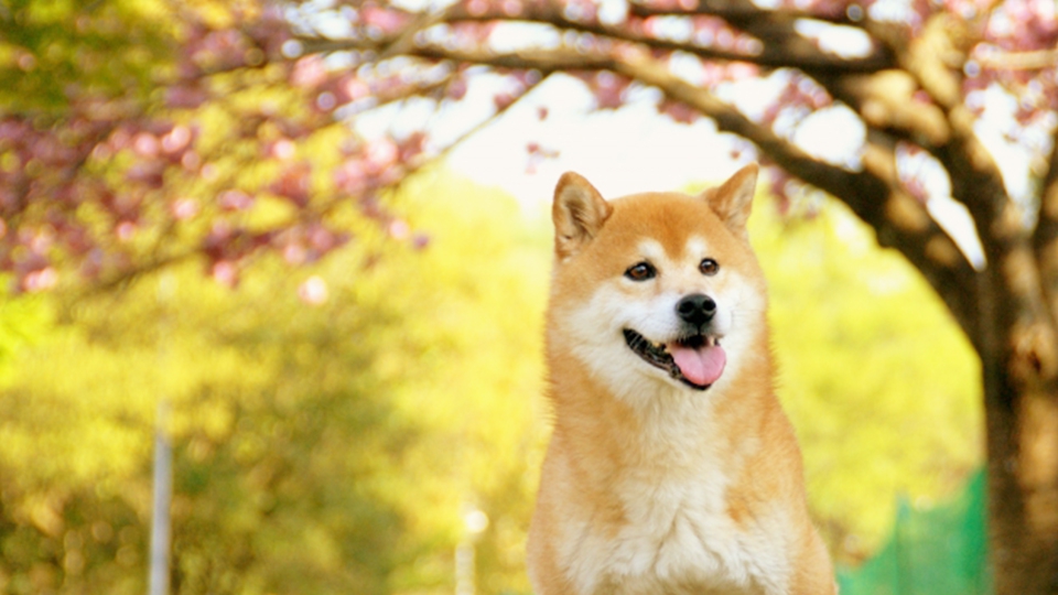 犬にも厄年がある！愛犬と一緒に本格的厄払いへ