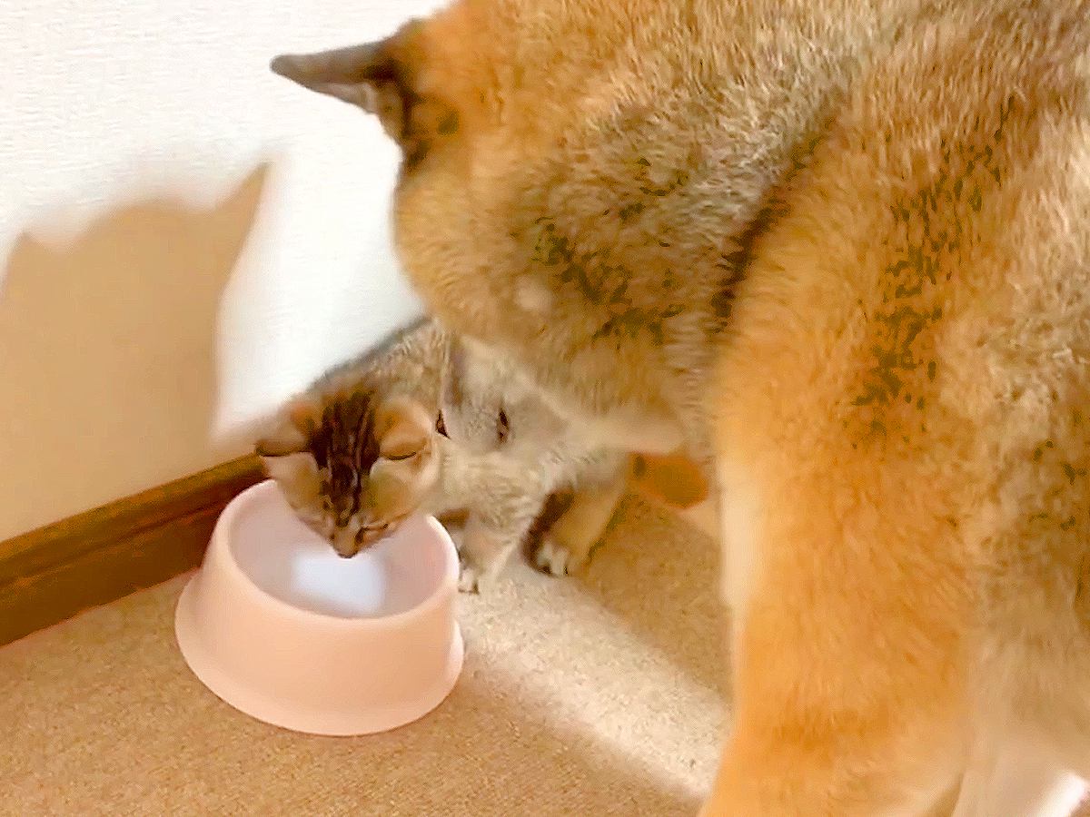 子猫が水を飲もうとした結果、犬が…まさかの『先に飲ませてあげる』光景が優しすぎると45万再生「なんて紳士なの」「さり気ない気遣い」