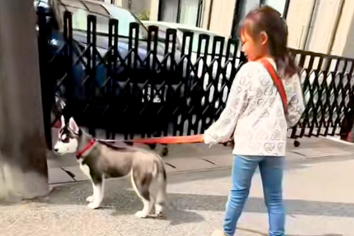 小さな女の子に『大型犬の散歩』を教えた結果→1年後…お見事すぎる『総重量45キロを操る光景』が11万再生「かっこいい」「堂々の風格」