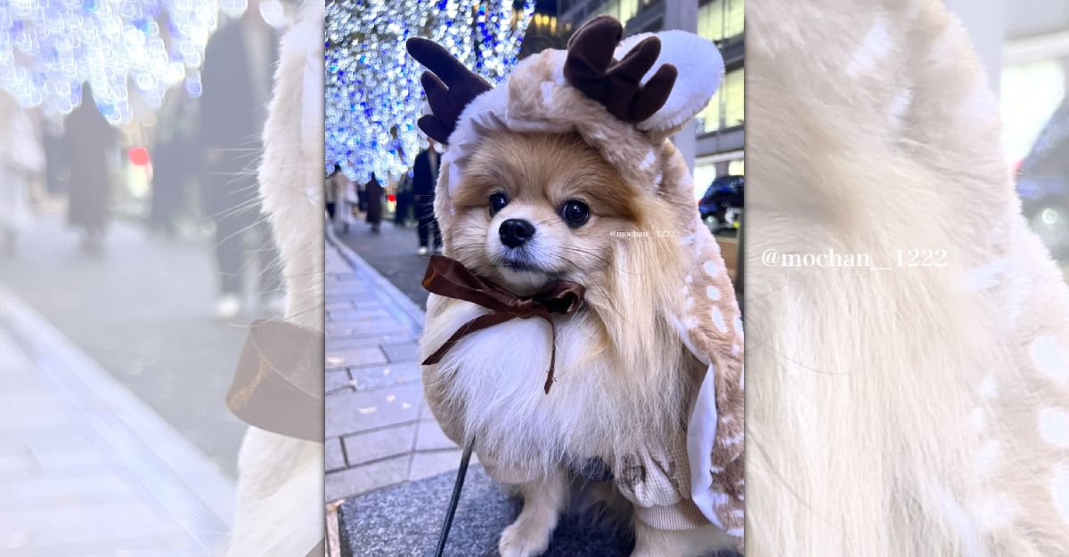 イルミネーションとトナカイワンコ！かわいいお姿がSNSで話題