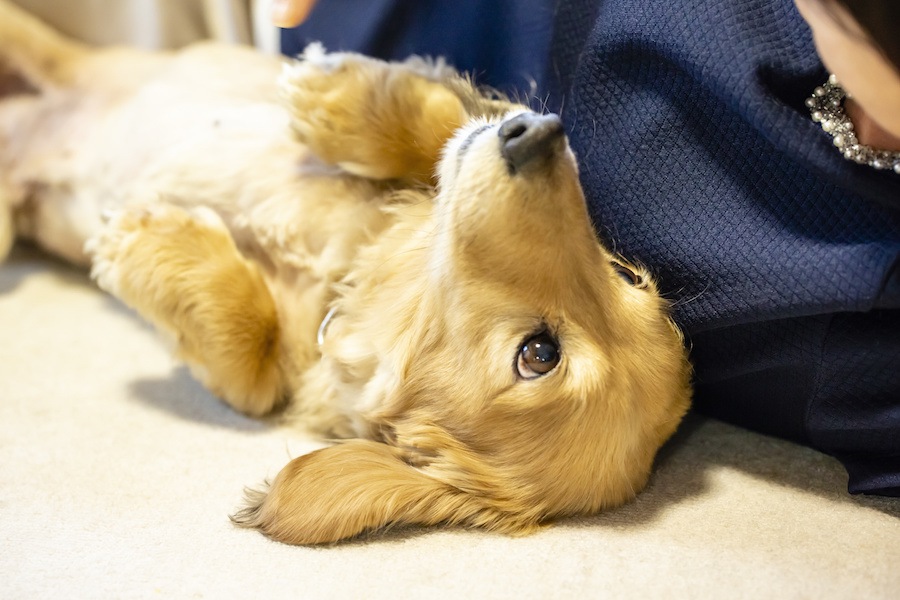 犬は表情でも気持ちを表現している！表情別の意味と注意点