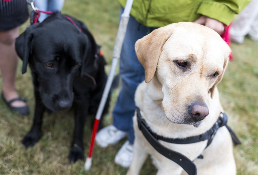 盲導犬の一生について　生まれてから亡くなるまでの犬生を追う