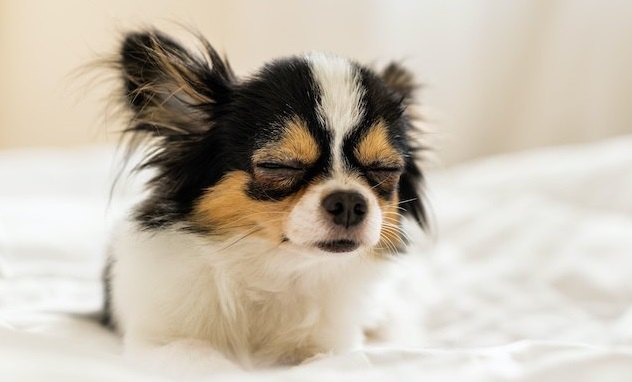 犬が眠るのを我慢している時によく見せる仕草６つ