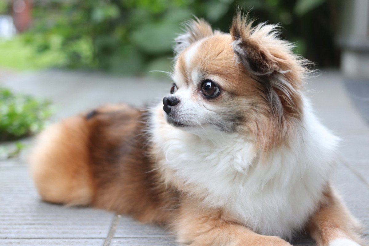 チワワのセーブルとは？子犬から成犬への色の変化と種類を徹底解説