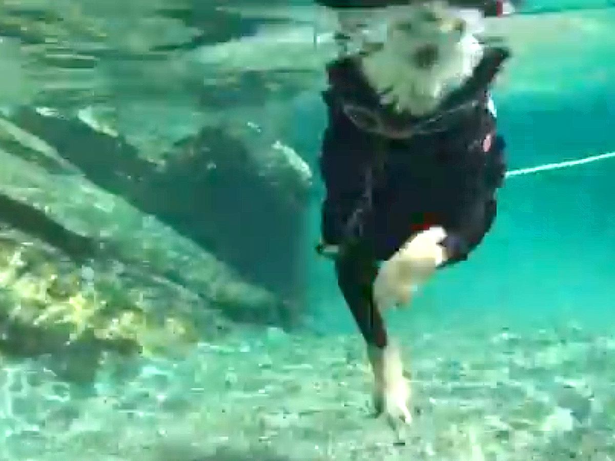川で泳ぐ犬を『水中撮影』したら…美しすぎる光景と"お手本のような犬かき"に絶賛の声「可愛い上に泳ぎが上手いなんて」と13万表示