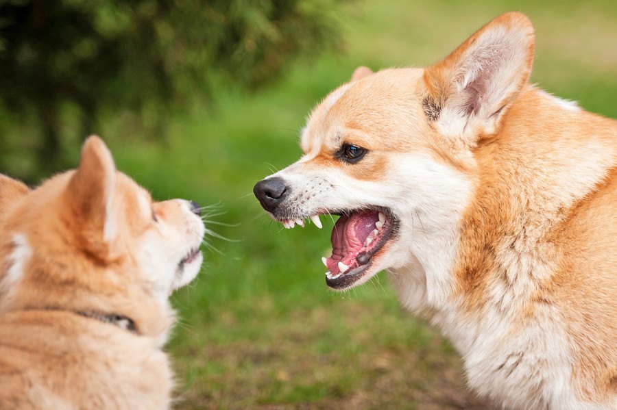 実はビビッてる？犬同士ですれ違う時に愛犬が吠えてしまう心理３つ