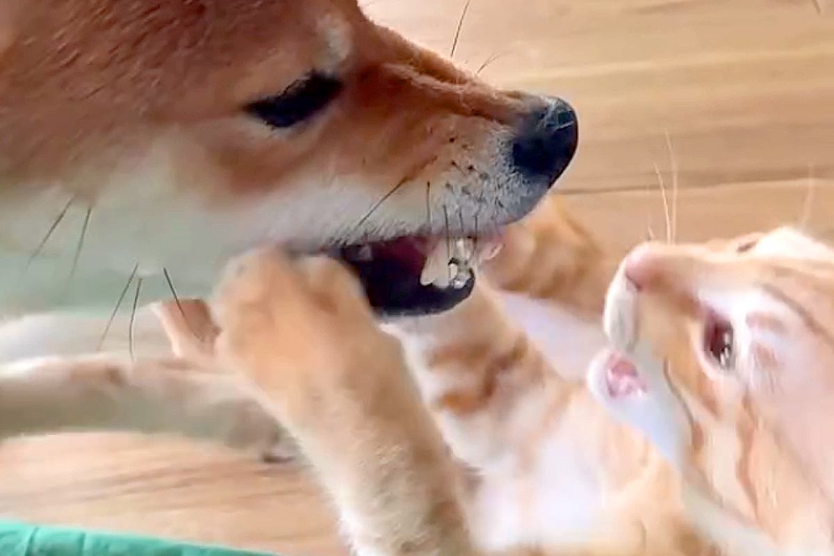 犬と猫が激しいケンカをしていたので『スローで撮影してみた』結果→思わず笑う『まさかの光景』が237万再生「優しい世界」「やばい、かわいい」