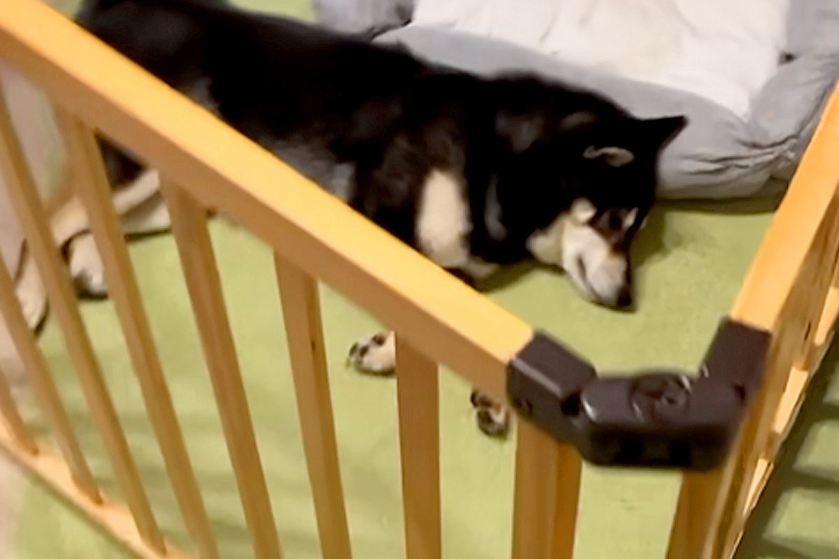 朝6時、寝ている犬に『お散歩行くよ』と声を掛けた結果→二度寝しようとして…まさかの『寝起きの悪さ』が16万再生「めっちゃ笑ったｗｗ」