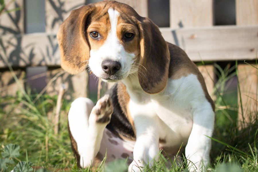 犬が顔をかくときの３つの心理！眠いや痒いなどの気持ちを解説