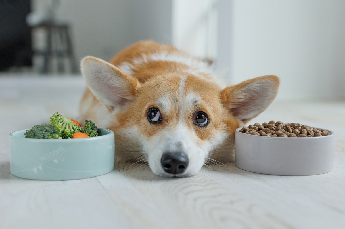 犬が『食物繊維不足』になっている時のサイン3つ　普段の食事で与える方法や適正摂取量まで