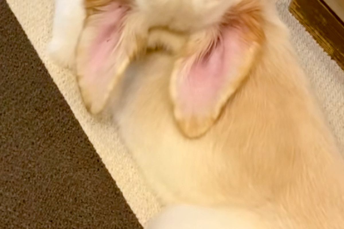 『ゴールデンレトリーバーの子犬が振り返った』と思ったら…『とんでもない首の角度』を捉えた光景が72万再生「ヨガポーズで草」「何犬？ｗｗ」