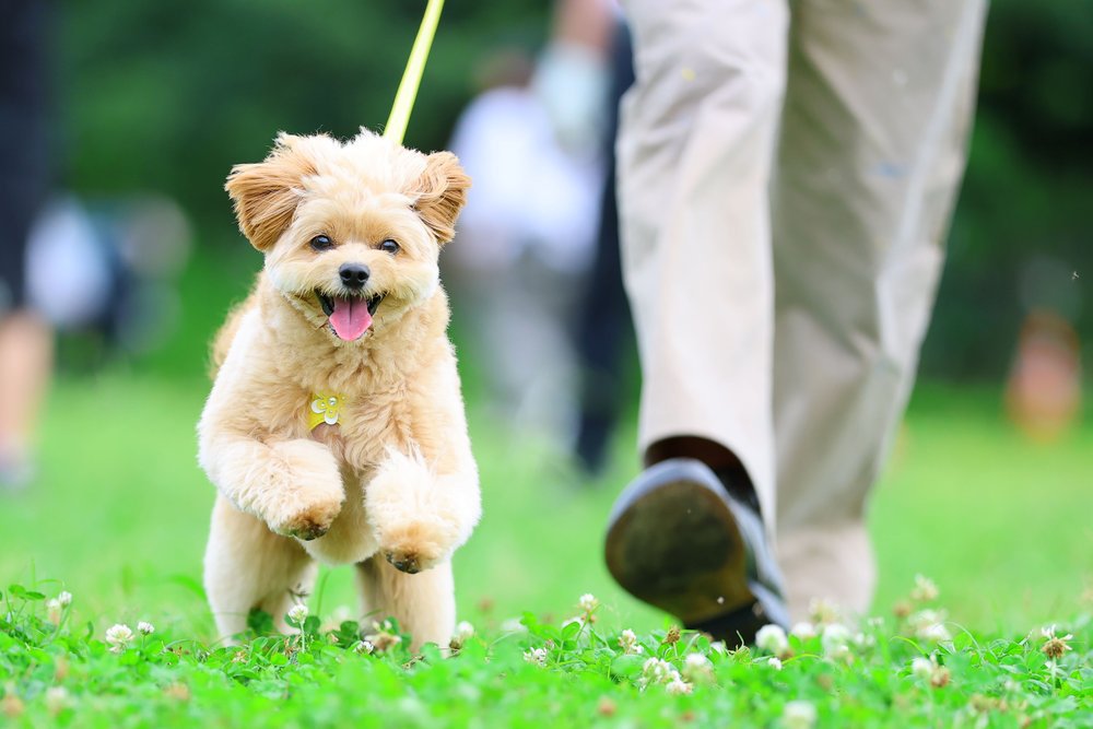 犬を『幸せにすることができる人』の特徴7選　今日からできる愛犬の幸福度を高める方法とは？